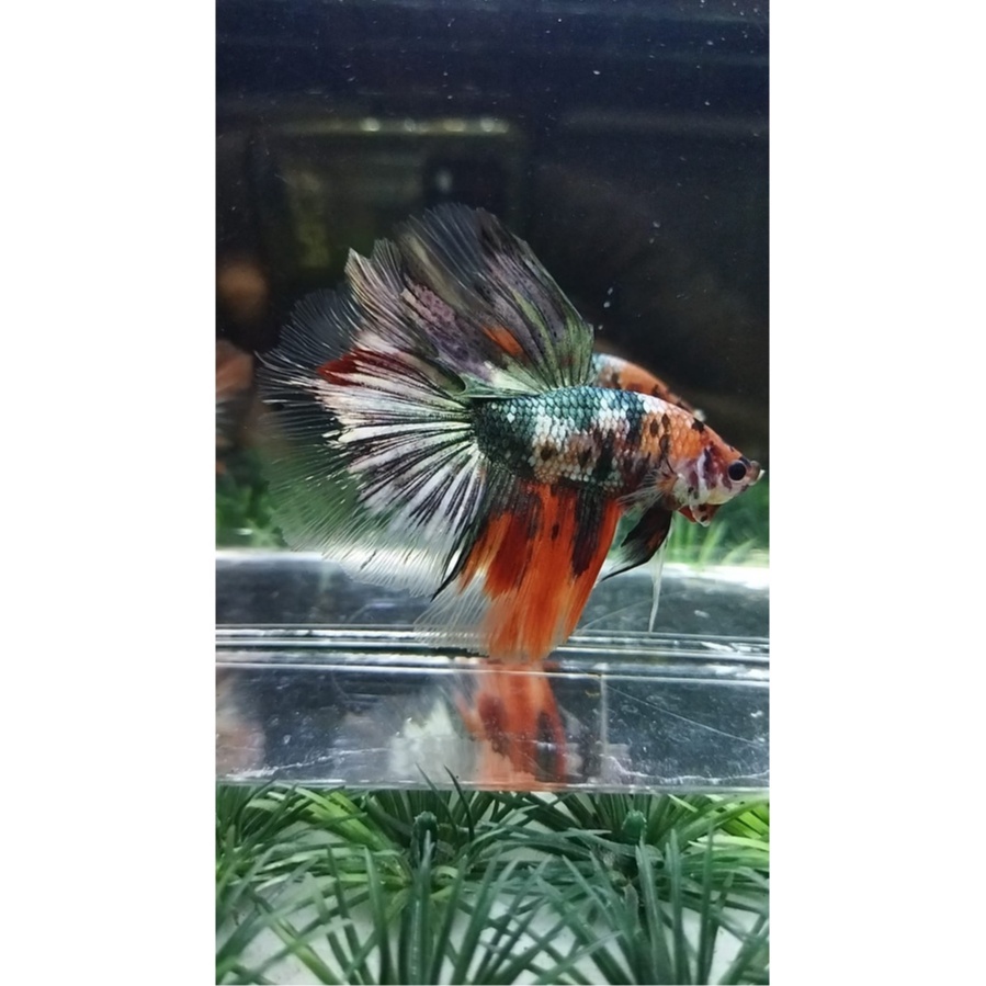 CUPANG SEPASANG HALFMOON/HM NEMO COPPER INDUKAN SIAP BREED 100% REALPICT - SESUAI FOTO (KODE BA4)