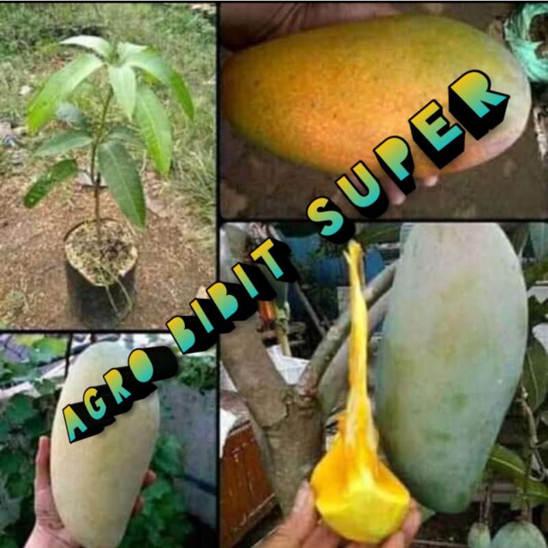 bibit mangga Mahatir okulasi