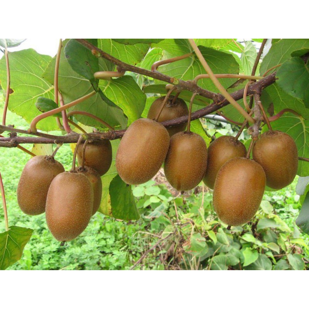 Bibit Benih Biji Buah Kiwi - Biji Tanaman Pohon Buah Kiwi - Bibit Buah Kiwi - Benih Buah Kiwi -- COD