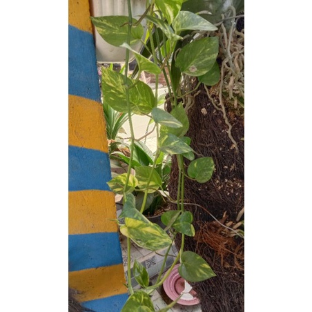 sirih gading cutting batang panjang 4-5 daun