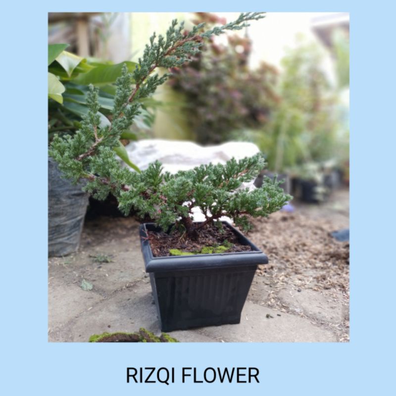 Bahan Bonsai Cemara Buaya