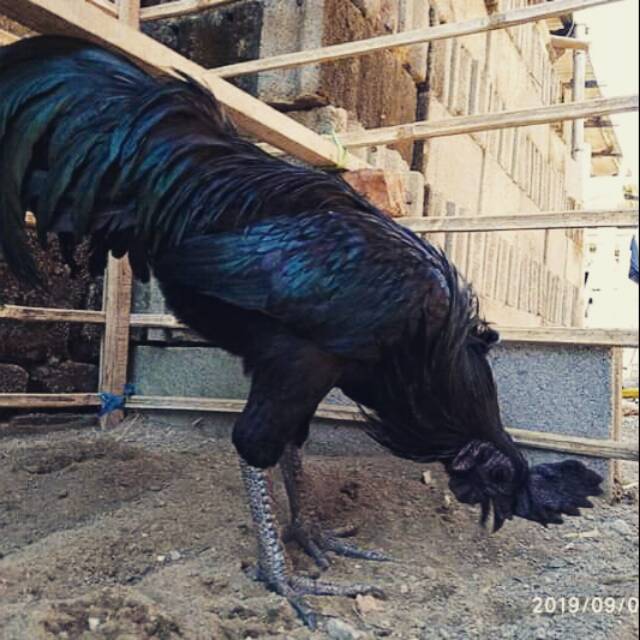 Jago Cemani Shopee Indonesia