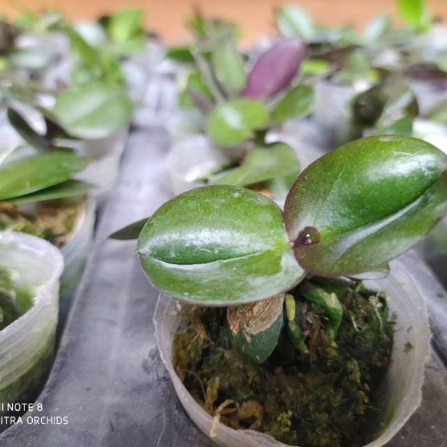 anggrek bulan seedling