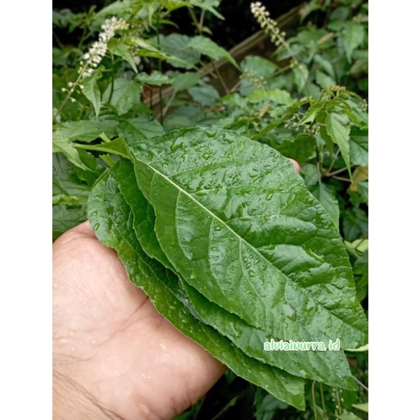 

DAUN AFRIKA SEGAR HERBAL DIABETES PERHELAI