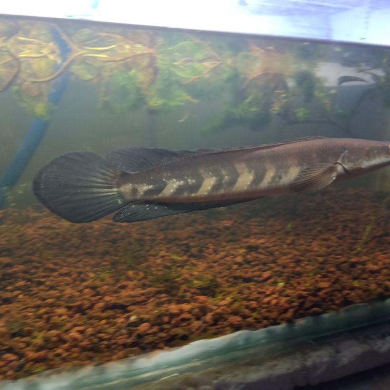 ikan channa green marulius  -+35cm