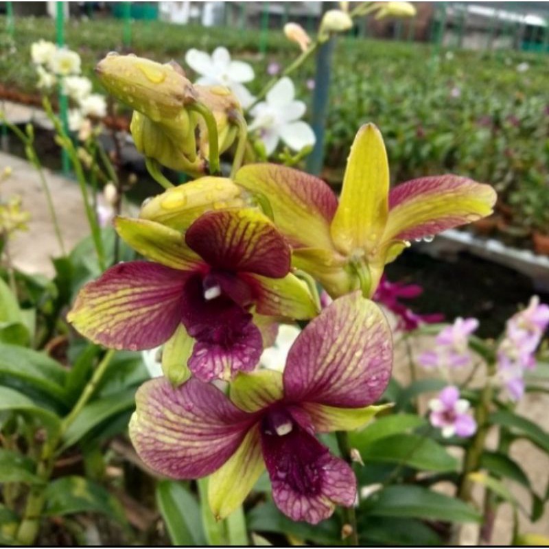 Pohon Anggrek Dendrobium Bunga Kuning Batik Tanaman Hias Pohon Bunga Anggrek Hidup