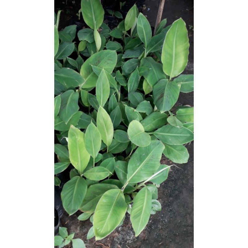 bibit unggul pisang cavendish Grand naine(masak pohon warna kuning).Asli