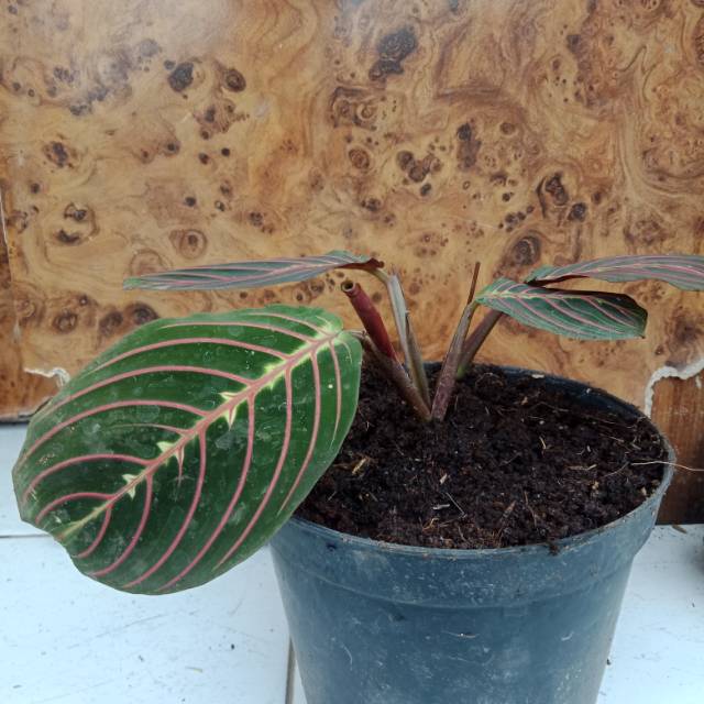 

Bunga maranta kepiting