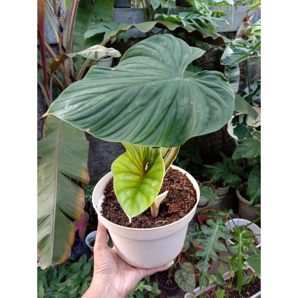 Philodendron Plowmani Plowmani Black face