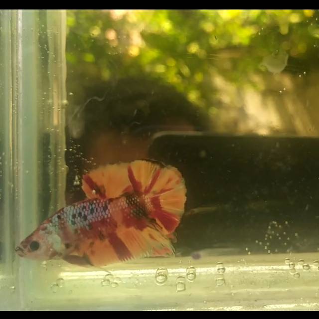 Cupang Nemo candy leopard