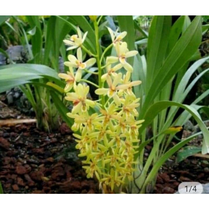 Anggrek cymbidium chloranthum