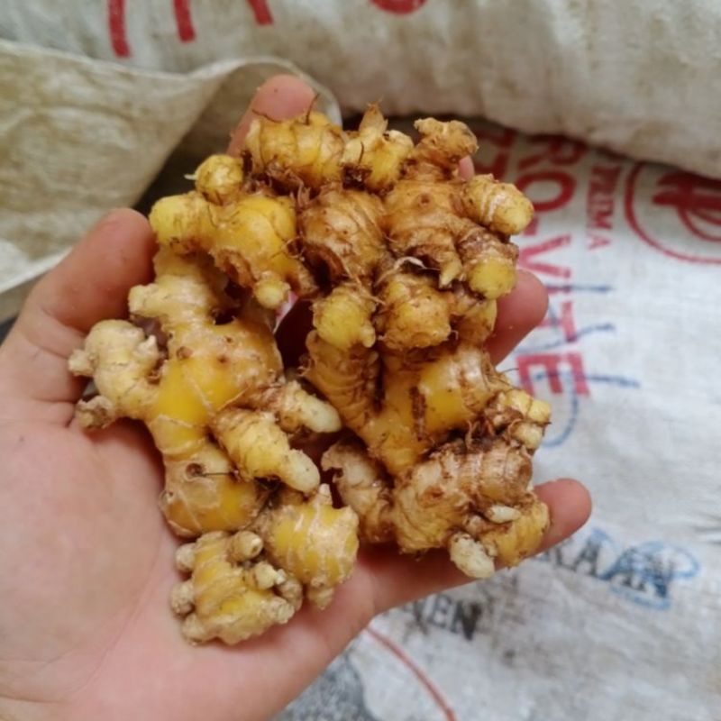 

JAHE EMPRIT SEGAR 250 GRAM TUA FRESH PANEN