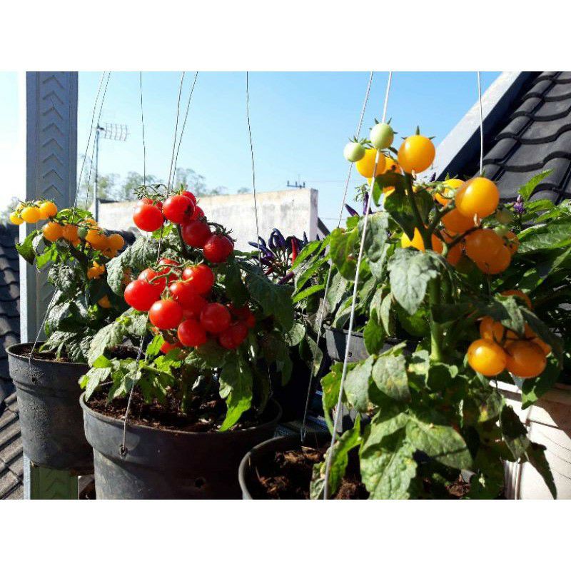 Benih tomat hias unik ORANGE HAT bisa dikonsumsi