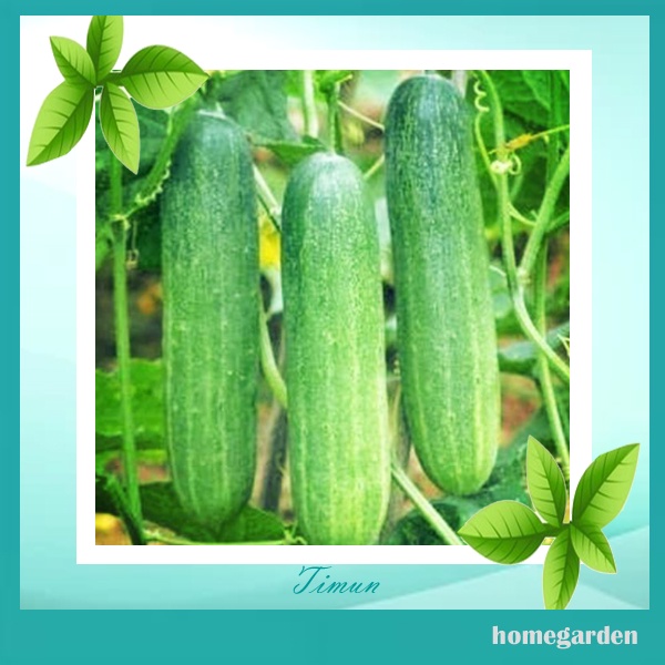Bibit Timun Hijau Bibit Timun Sayur Benih Timun Lokal Benih Sayuran Bibit Tanaman Sayuran