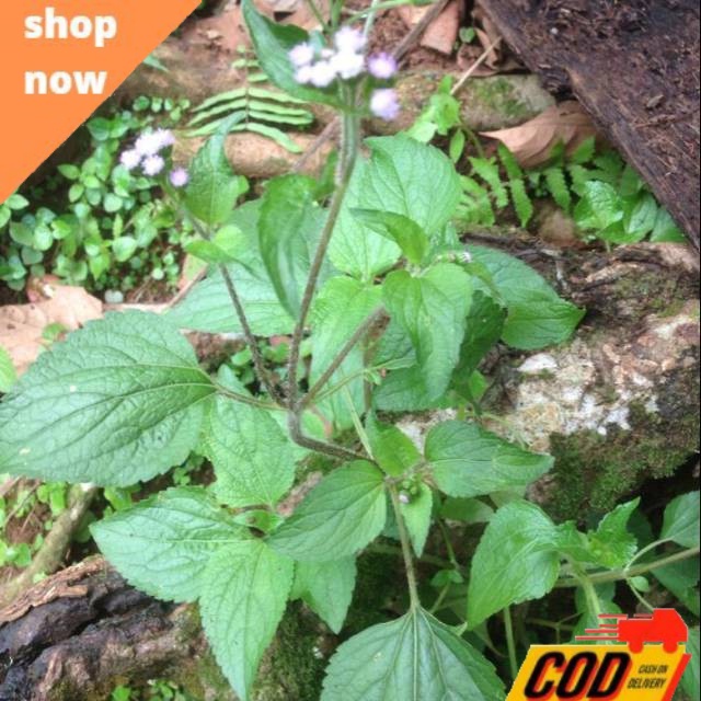 

daun babadotan/bandotan 500 gram