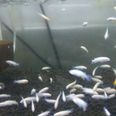 

IKAN HIAS SNOW WHITE CICHLID