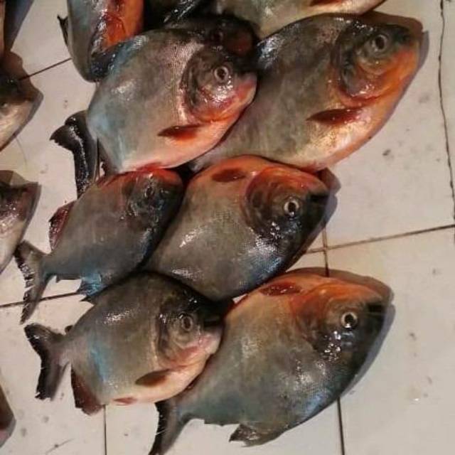 

Ikan bawal merah 1kg