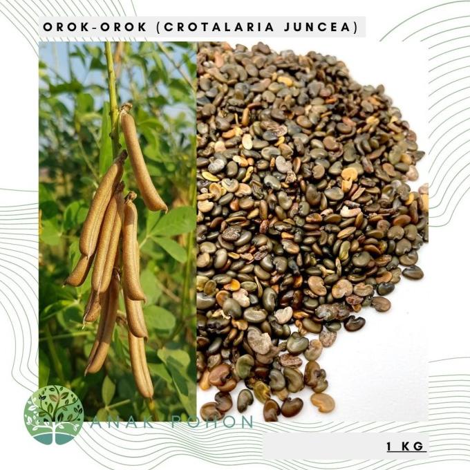 (1 KG) Benih Bibit Biji - Orok Orok (Crotalaria juncea) Seeds ANPN62 Kualitas Baik