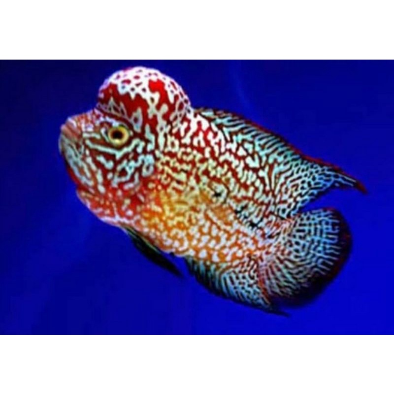 burayak ikan louhan kamfa F2 size 2-3cm