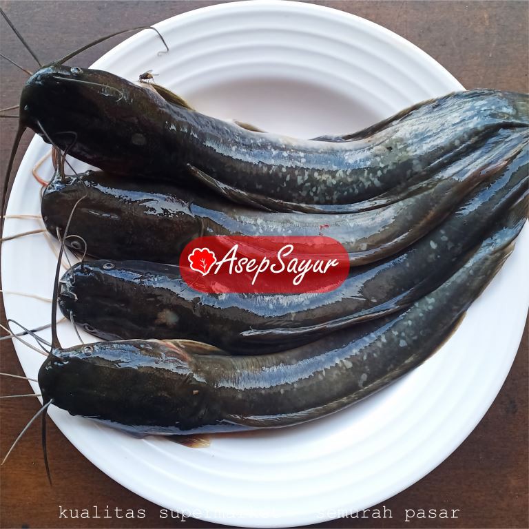 

IKAN LELE 500 gr ASEPSAYUR Bandung