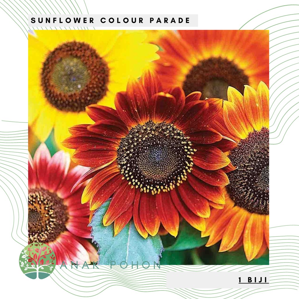 Benih Bibit Biji - Sunflower Colour Parade Bunga Matahari Warna Warni Mix Flower Seeds - IMPORT UK