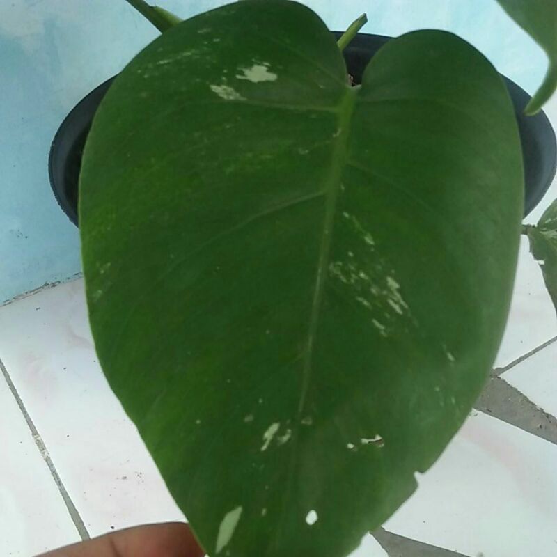 Monstera Variegata Ekonomis