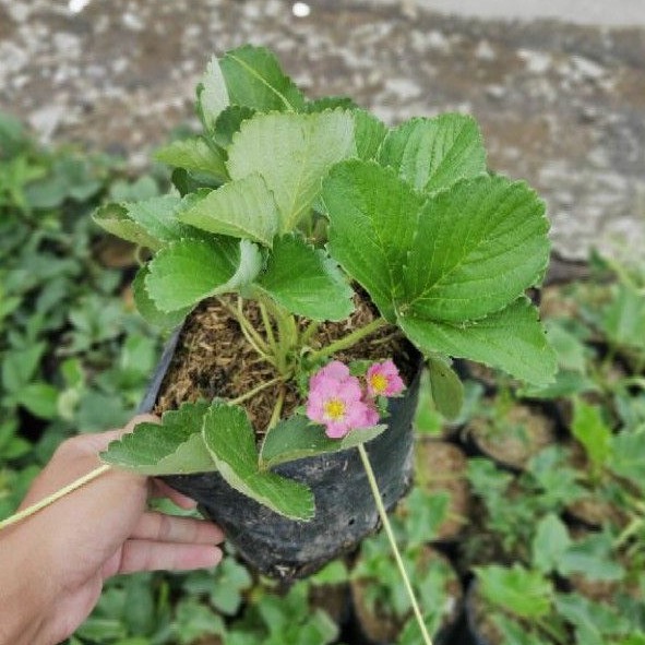 Paket Hemat poll 3 Jenis Tanaman Strawberry / Stroberi bakul kembang