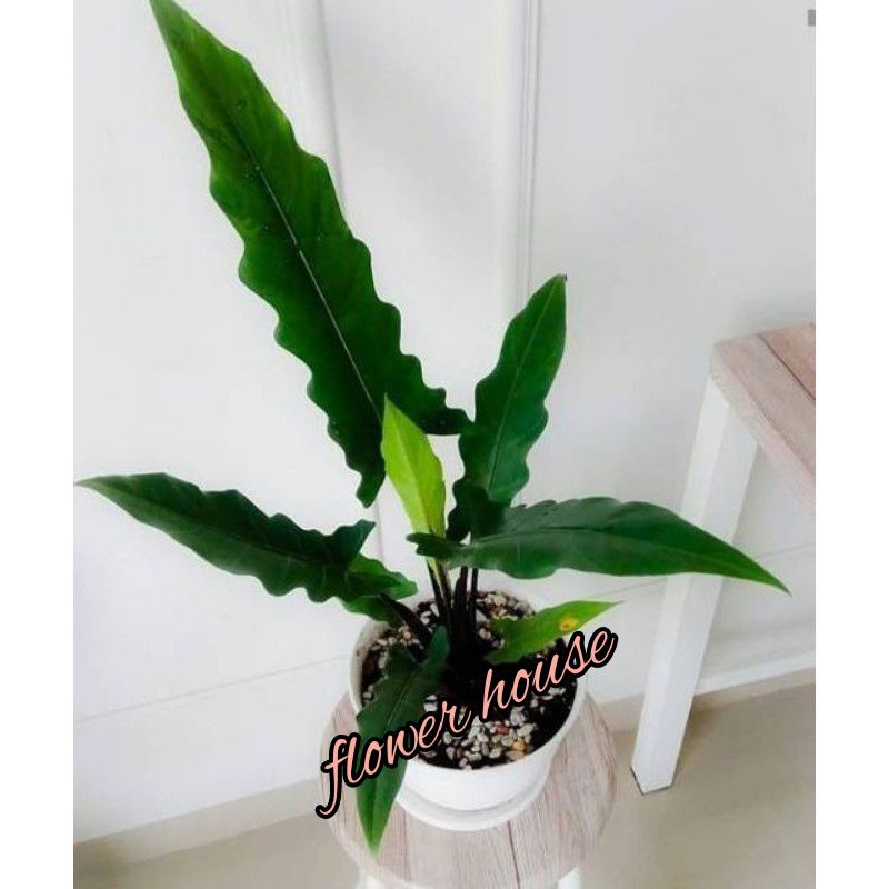 Tanaman Hias Keladi Keris Papua/Black Sipit