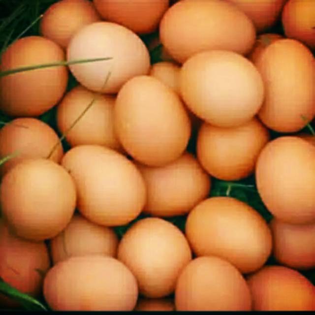 

telur ayam negeri berkualitas bagus . JIKA BARANG SUDAH SAMPAI TUJUAN MOHON PACKINGAN SEGERA DIBUKA