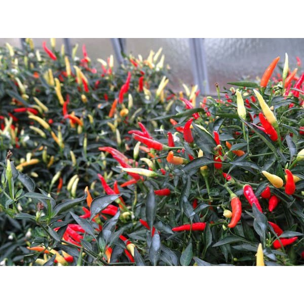 Bibit Benih Biji Cabe Hias Pedas Sparkler Hot Pepper Mudah Tumbuh