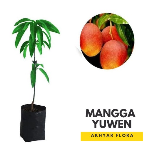 PROMO BIBIT MANGGA YUWEN POHON MANGGA BIBIT BUAH MANGGA TAIWAN MERAH 5