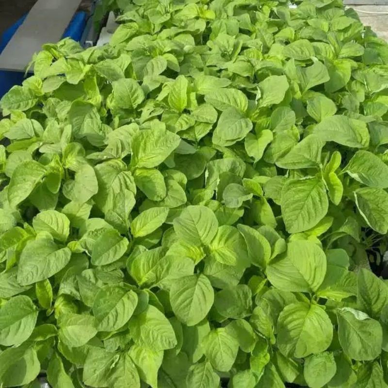 

1500+biji BAYAM HIJAU
