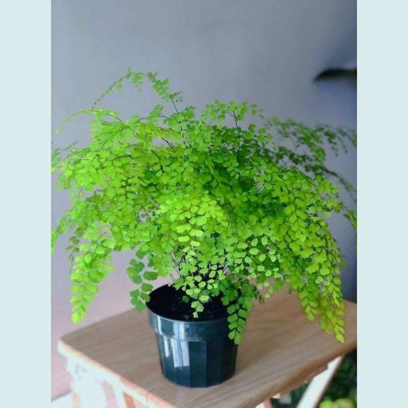 Tanaman Hias Pakis Suplir - Poho Pakis Suplir