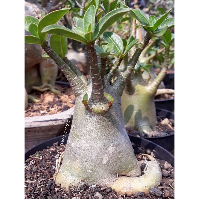 adenium karakter / adenium mkmk