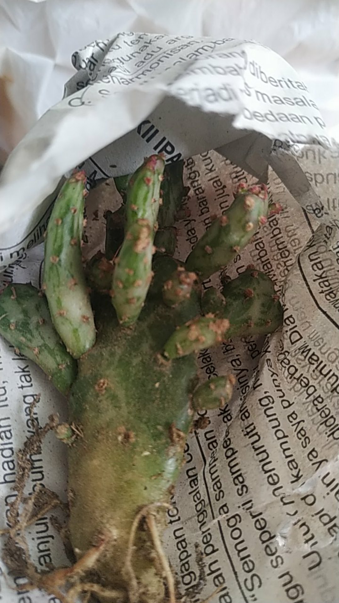 Kaktus Opuntia Vulgaris Variegata