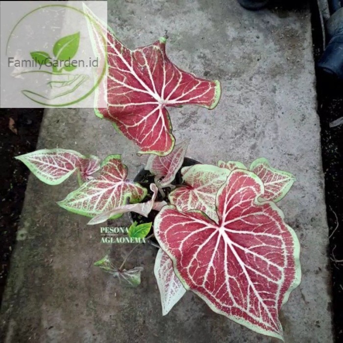Umbi Caladium Keladi Lipstik Import Thailand