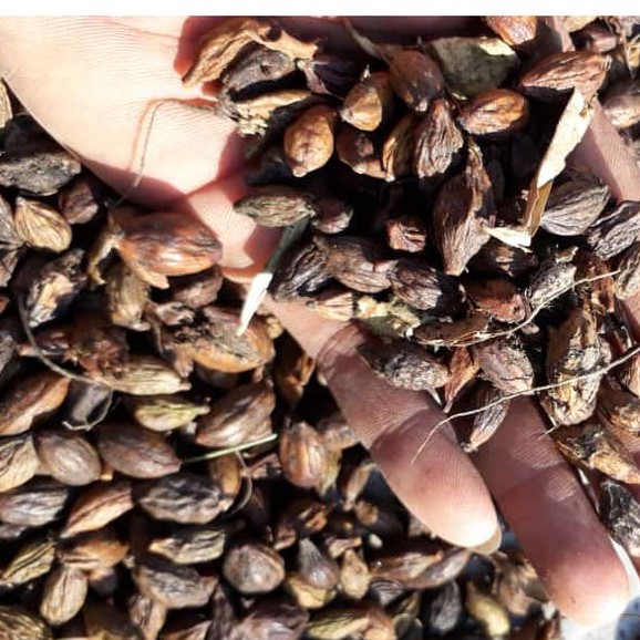 Biji Ketapang Kencana