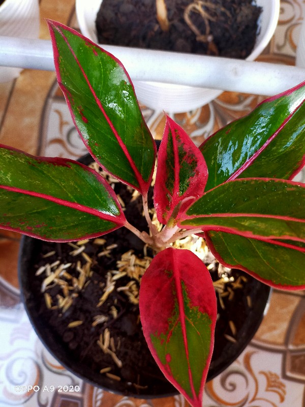 Tanaman Hias Paket Agloenema Cantik Dan Indah