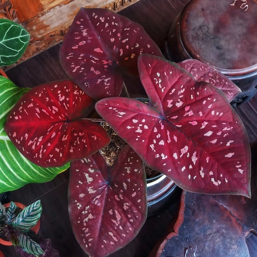 PROMO Bibit DOH Caladium