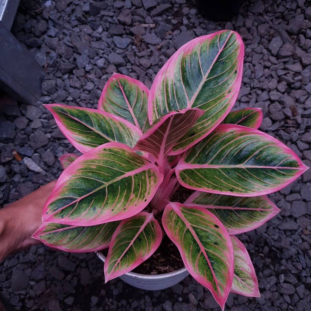 Bonggol aglonema lotus