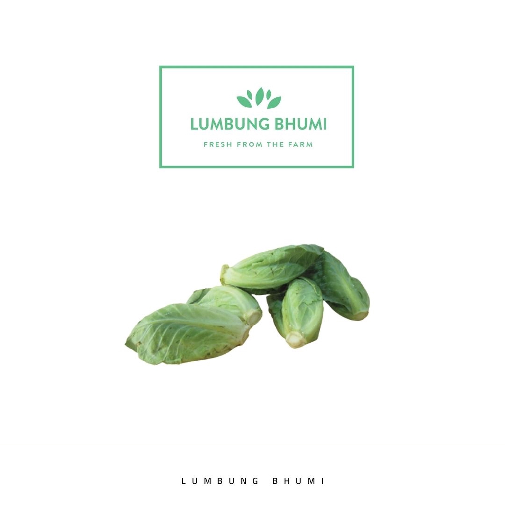 

Lumbung Bhumi - Cuciwis 500 Gr ( Sayur Curah )