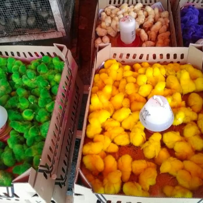 

Ayam Warna Warni 20 ekor