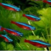 ikan cardinal tetra
