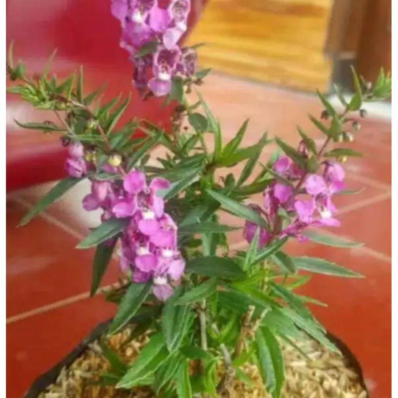 tanaman lafender pengusir nyamuk