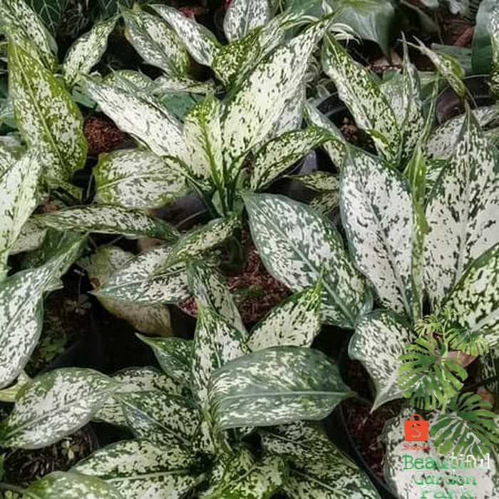 tanaman hias aglonema snow white /tanaman hias aglonema salju