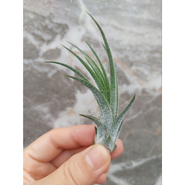 Tillandsia Shrimp Coctail