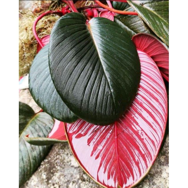 BONGGOL/ UMBI HOMALOMENA MERAH DAUN TEBAL BATANG MERAH(SP SUMATRA)