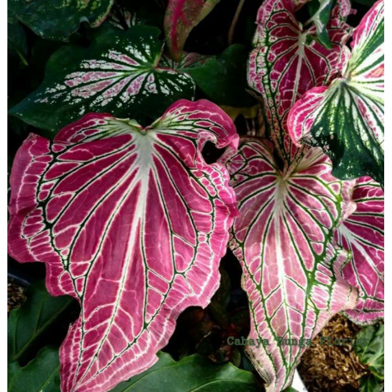 Keladi Wayang Pink - ( Calladium Pink )