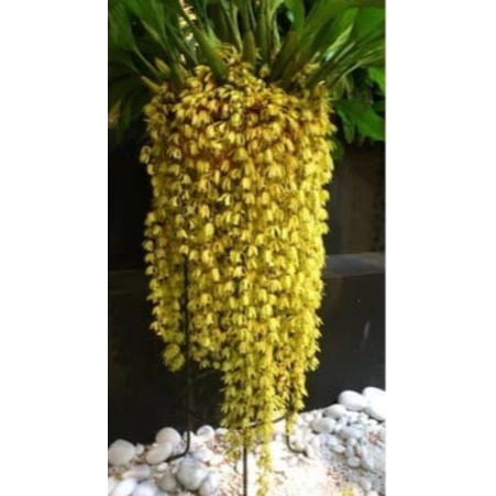 anggrek coelogyne rochussenii dewasa murah