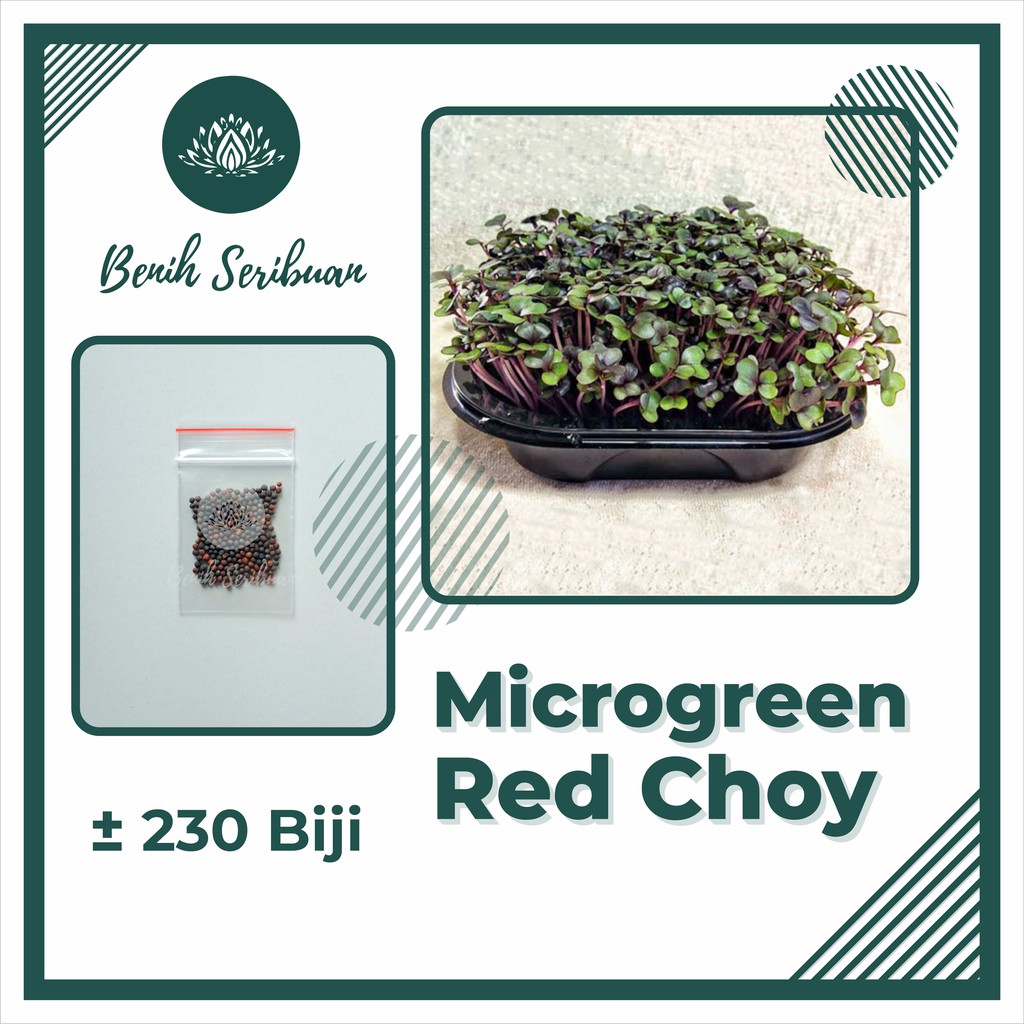 BS-BYL Benih Microgreen Sayur Organik Sprout Seed Bibit Sayuran Microgreens Alfalfa Broccoli Bok Pak Choy Red Cabbage Radish dll-MG - RED CHOY